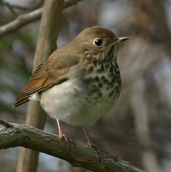 Hermit Thrush