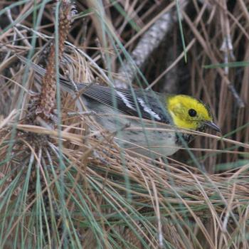 Hermit Warbler