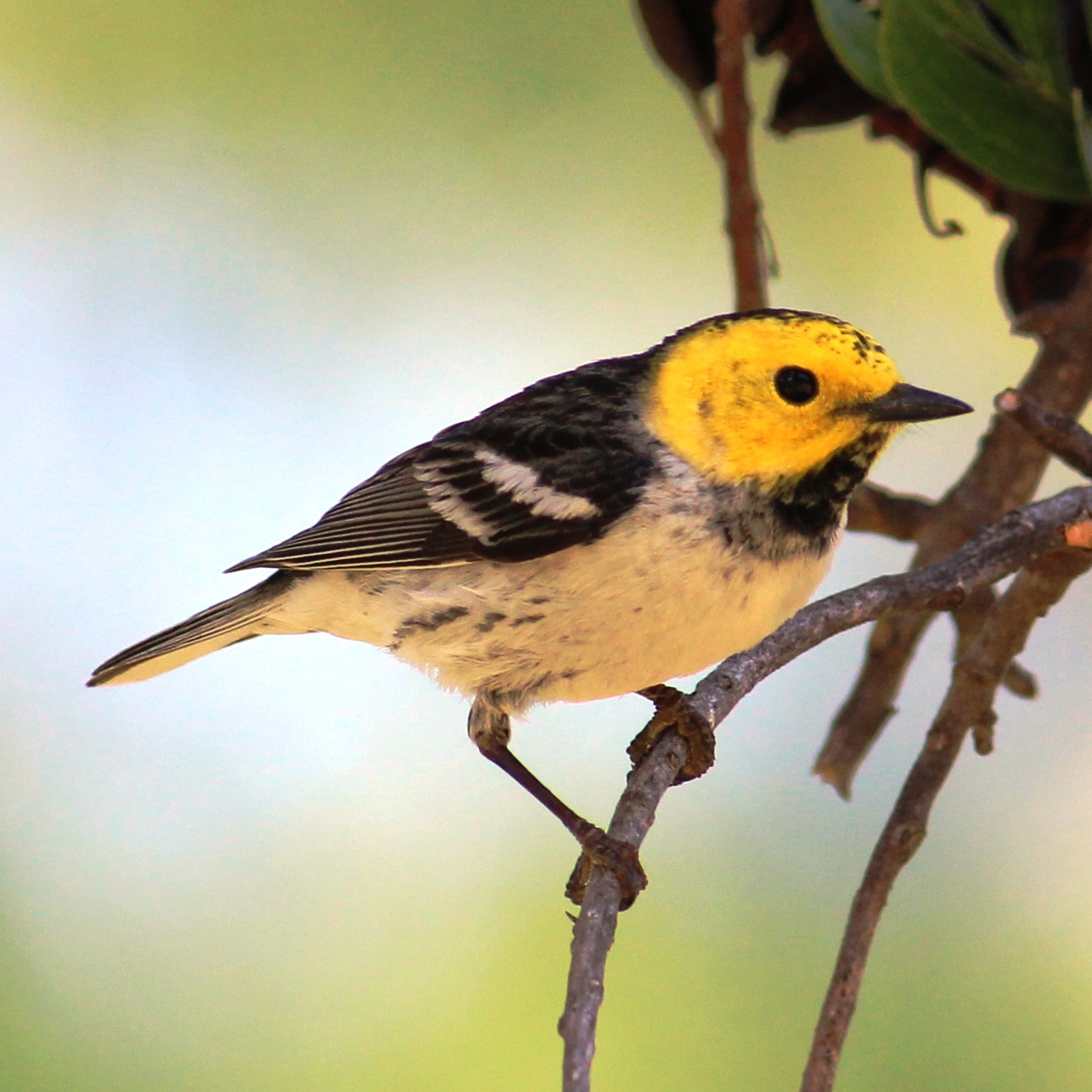 Hermit Warbler