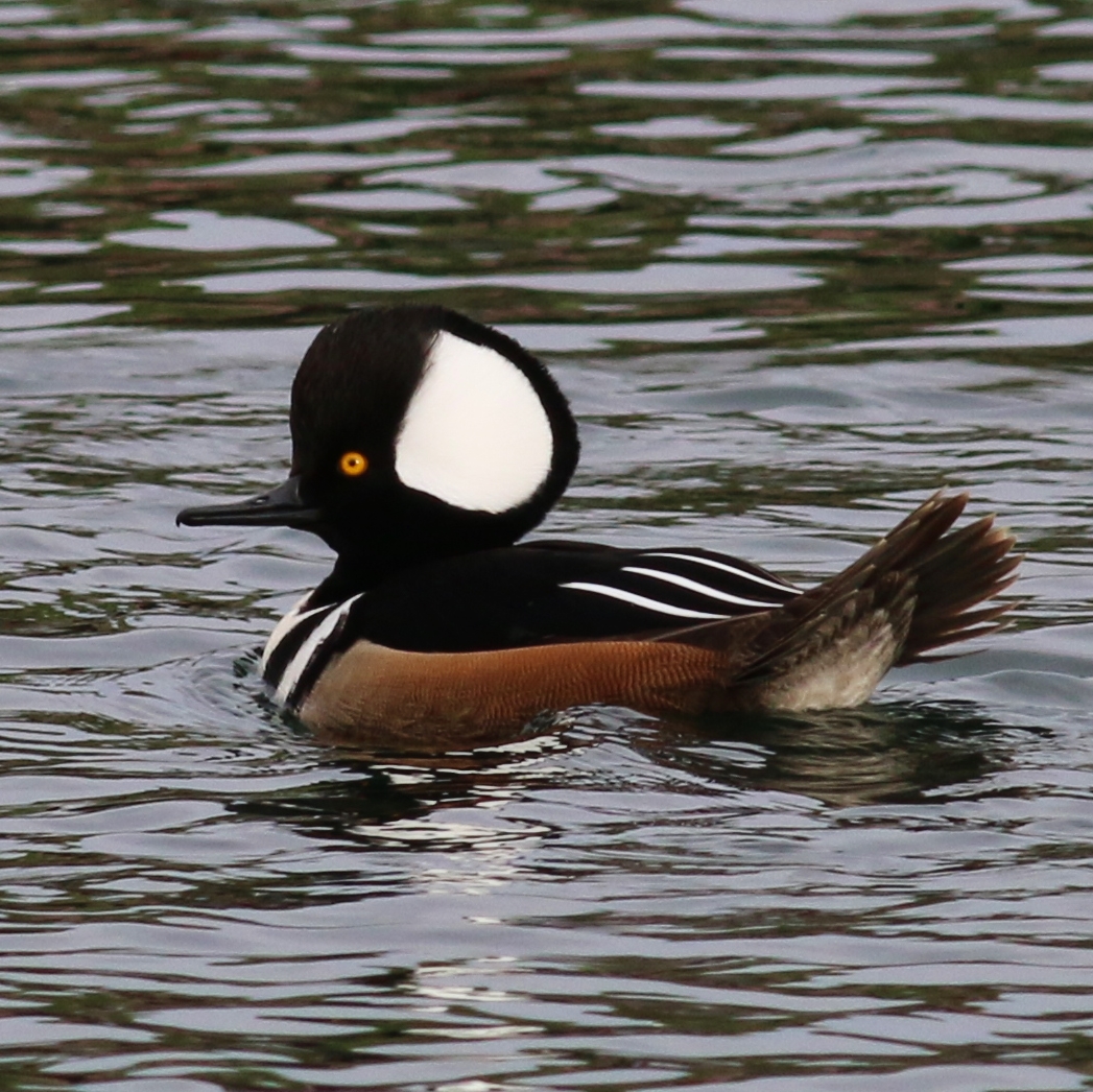 Hooded Merganser