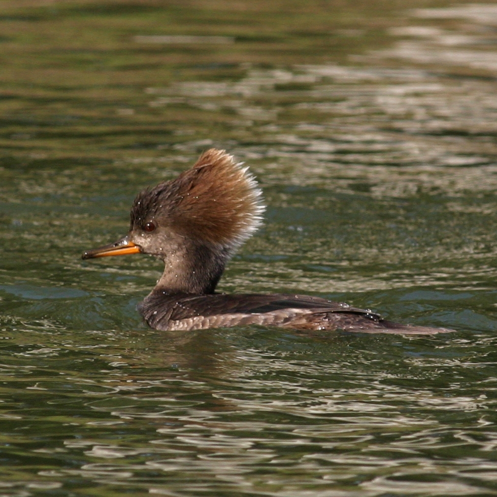 Hooded Merganser