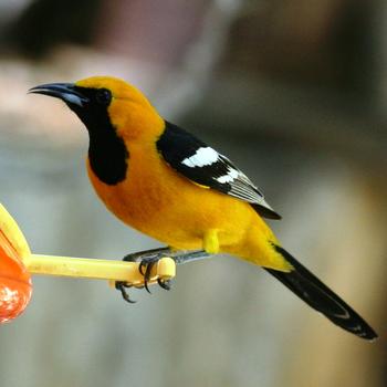 Hooded Oriole