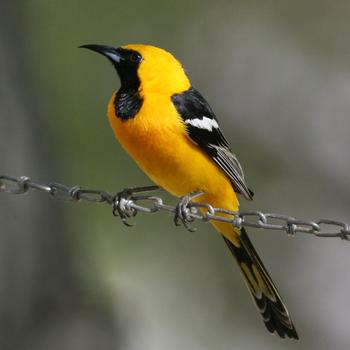 Hooded Oriole