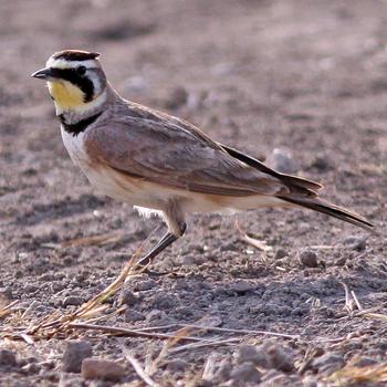 Horned Lark