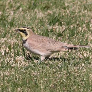 Horned Lark