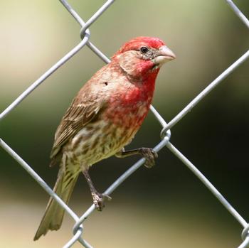 House Finch