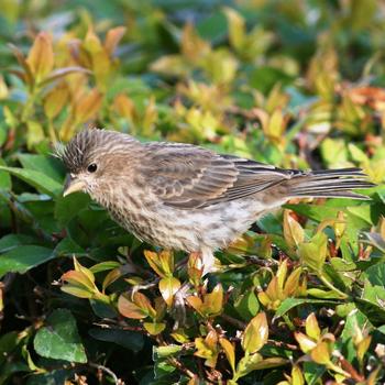 House Finch