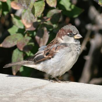 House Sparrow