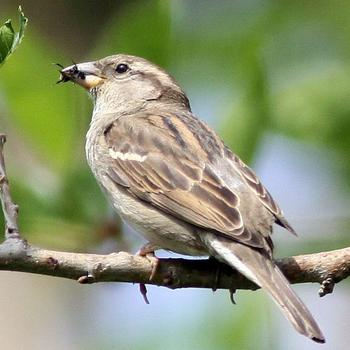 House Sparrow