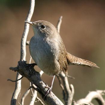 House Wren