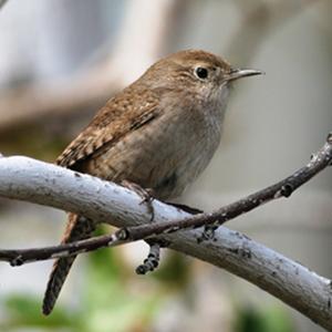 House Wren