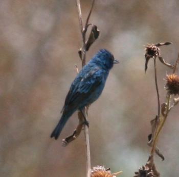 Indigo Bunting