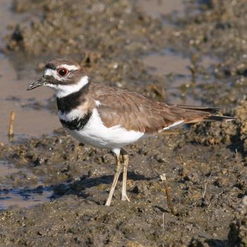 Killdeer