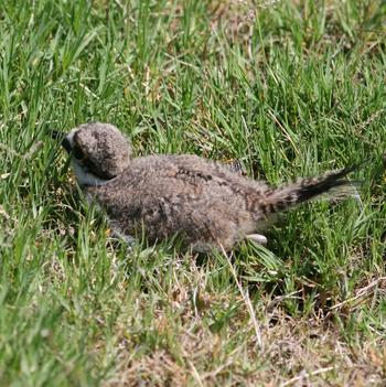 Killdeer