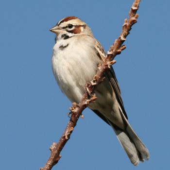 Lark Sparrow