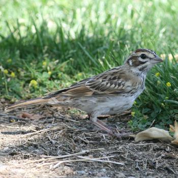 Lark Sparrow