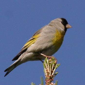 Lawrence's Goldfinch