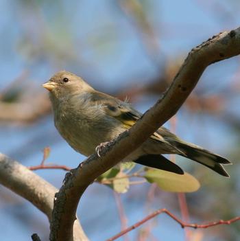 Lawrence's Goldfinch