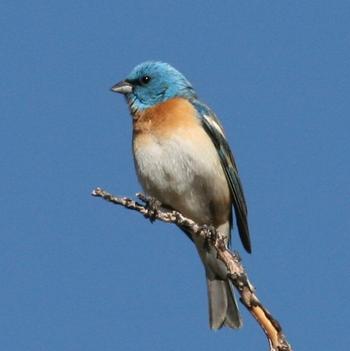 Lazuli Bunting