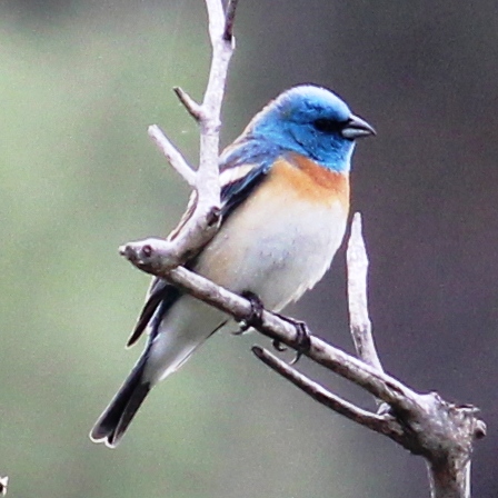 Lazuli Bunting