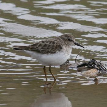 Least Sandpiper