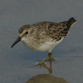 Least Sandpiper