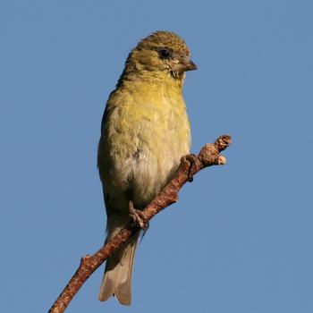 Lesser Goldfinch