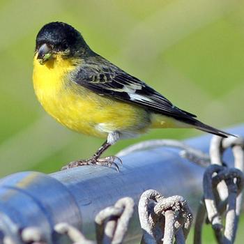 Lesser Goldfinch