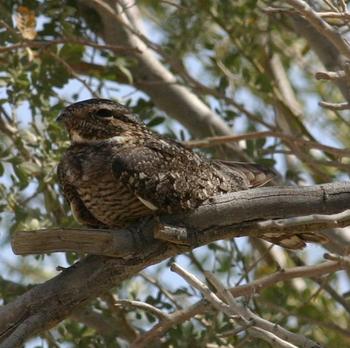 Lesser Nighthawk