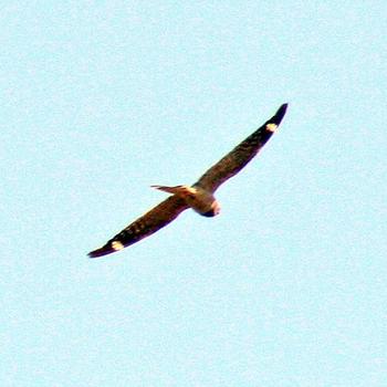 Lesser Nighthawk