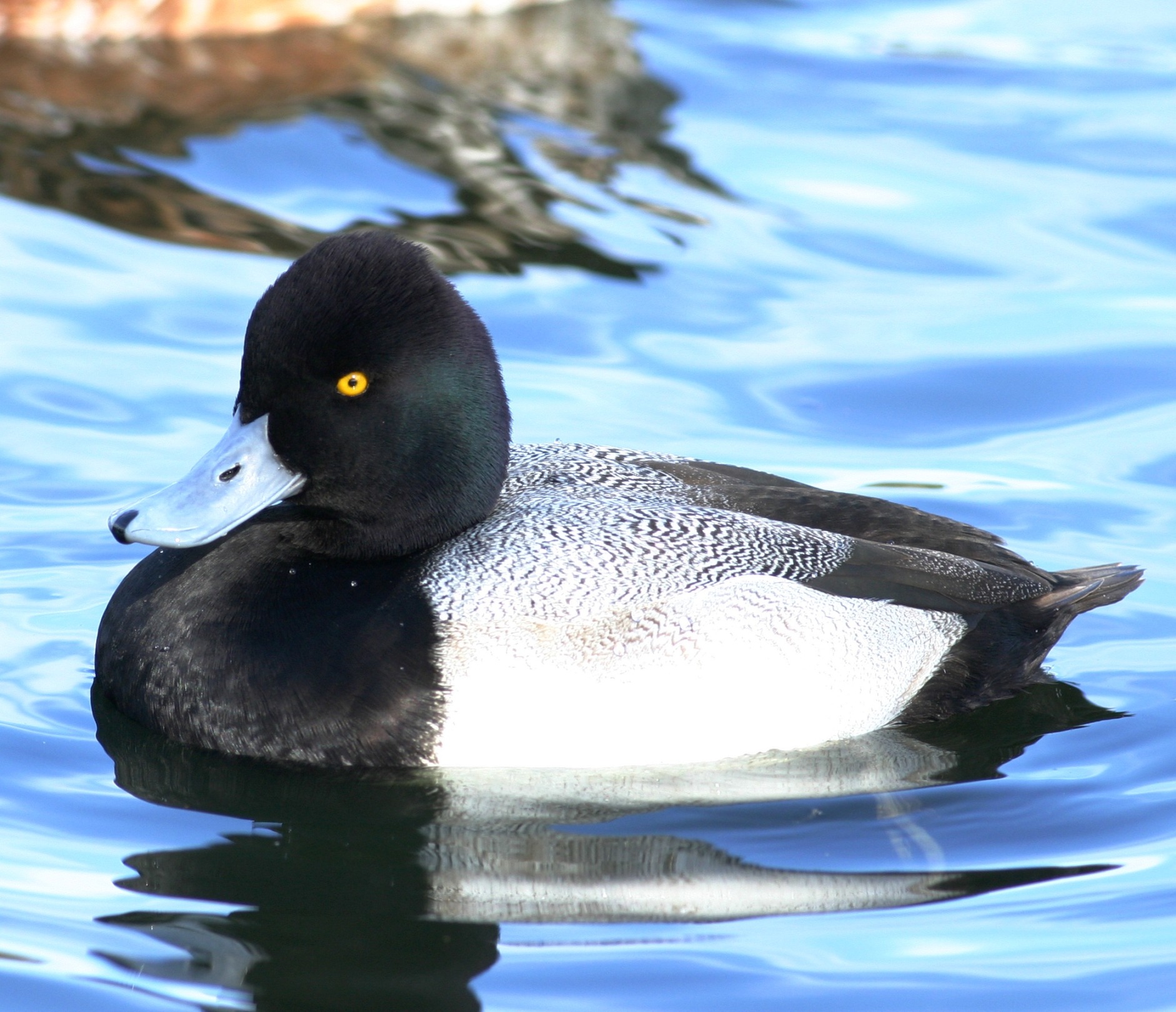 Lesser Scaup