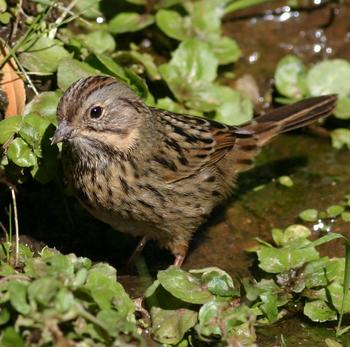 Lincoln's Sparrow