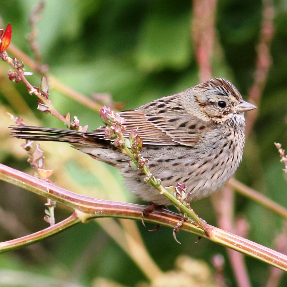 Lincoln's Sparrow