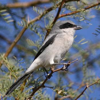 Loggerhead Shrike