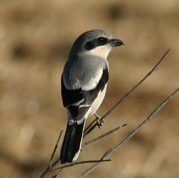 Loggerhead Shrike