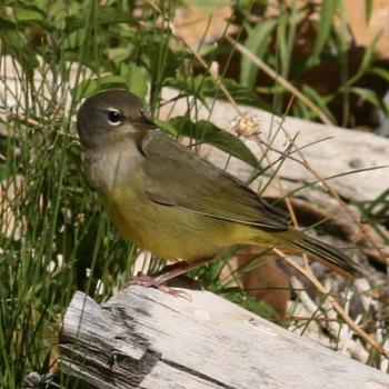 MacGillivray's Warbler