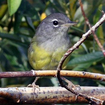 MacGillivray's Warbler