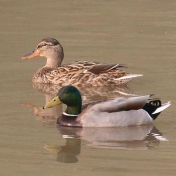 Mallard