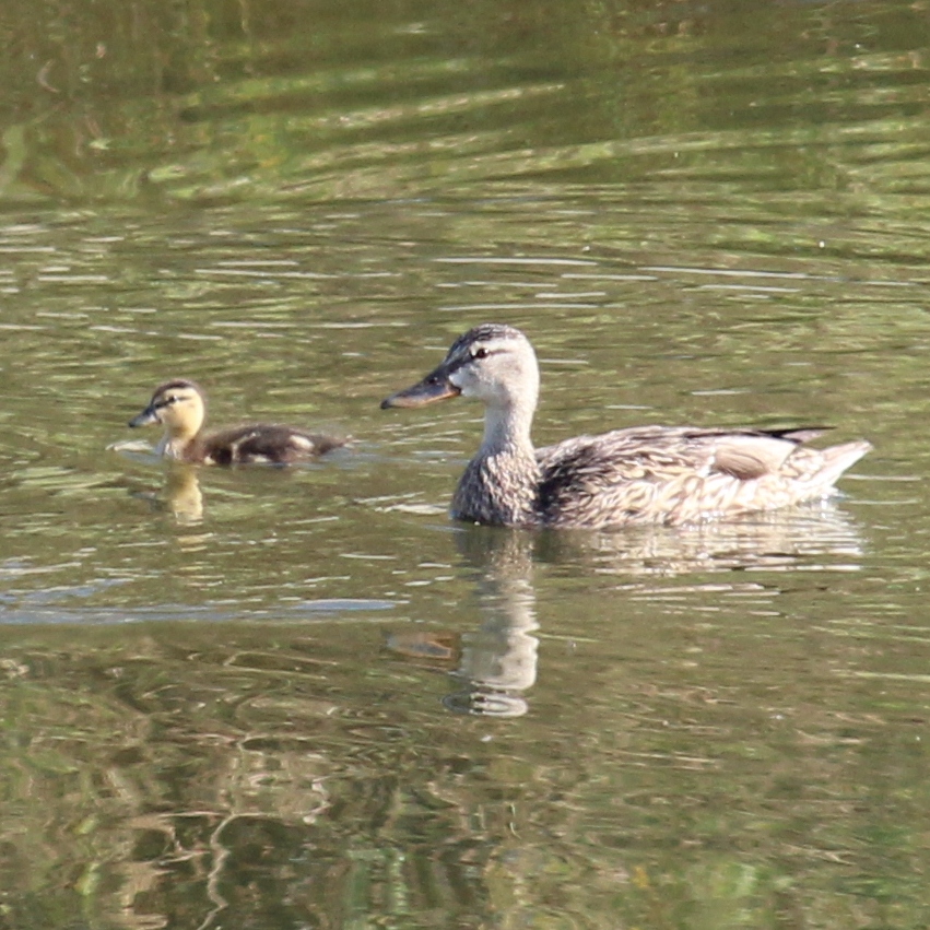 Mallard