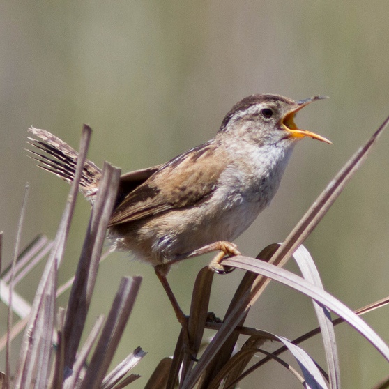 Marsh Wren