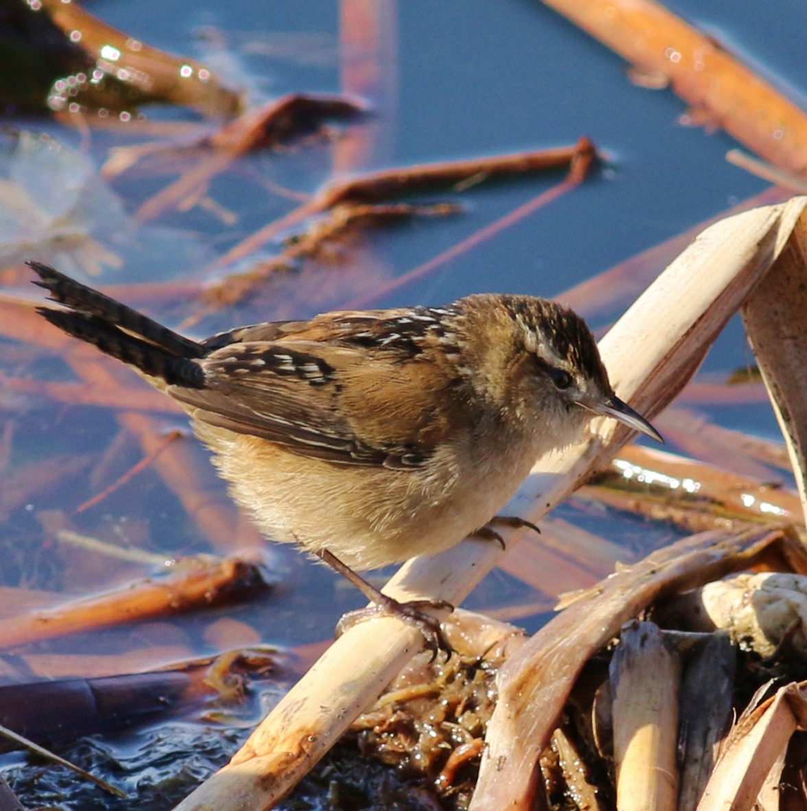 Marsh Wren