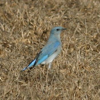 Mountain Bluebird