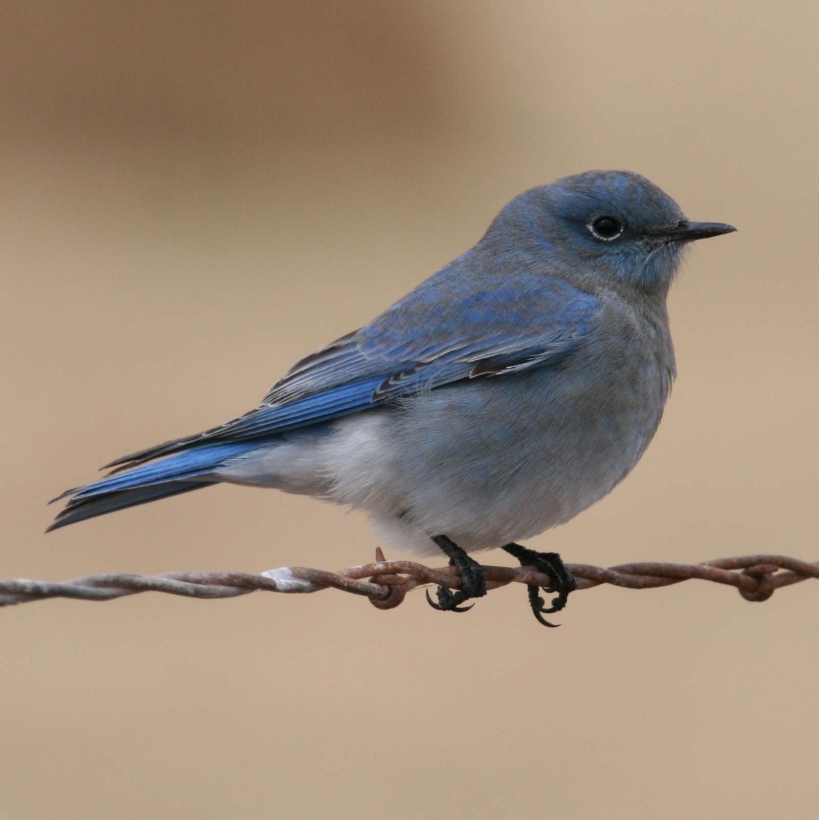 Mountain Bluebird