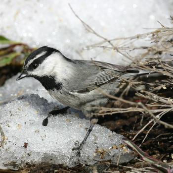 Mountain Chickadee