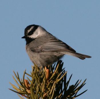 Mountain Chickadee