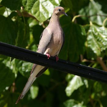 Mourning Dove