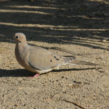 Mourning Dove