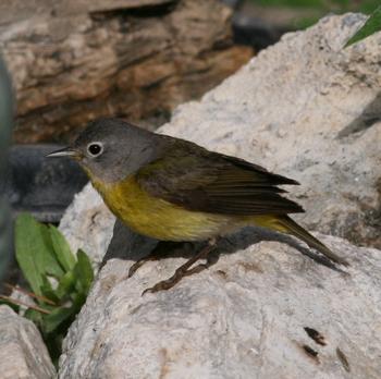 Nashville Warbler