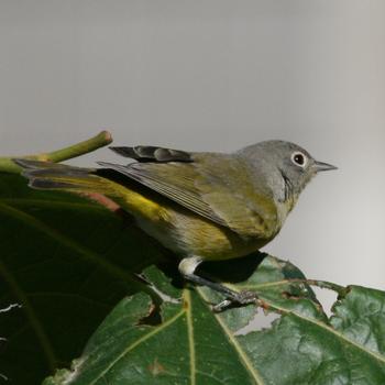 Nashville Warbler