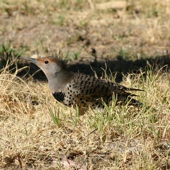 Northern Flicker